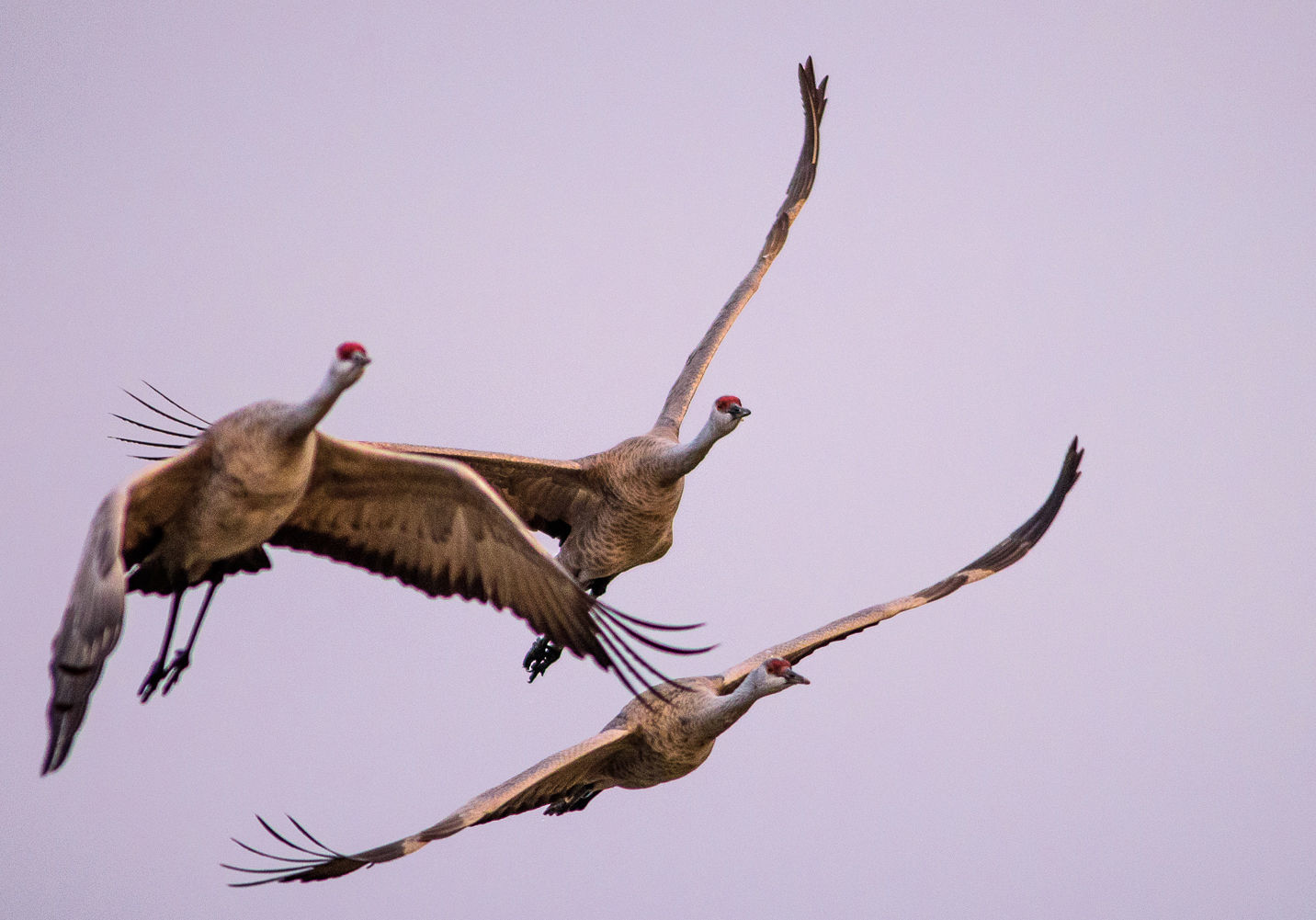 Cranes